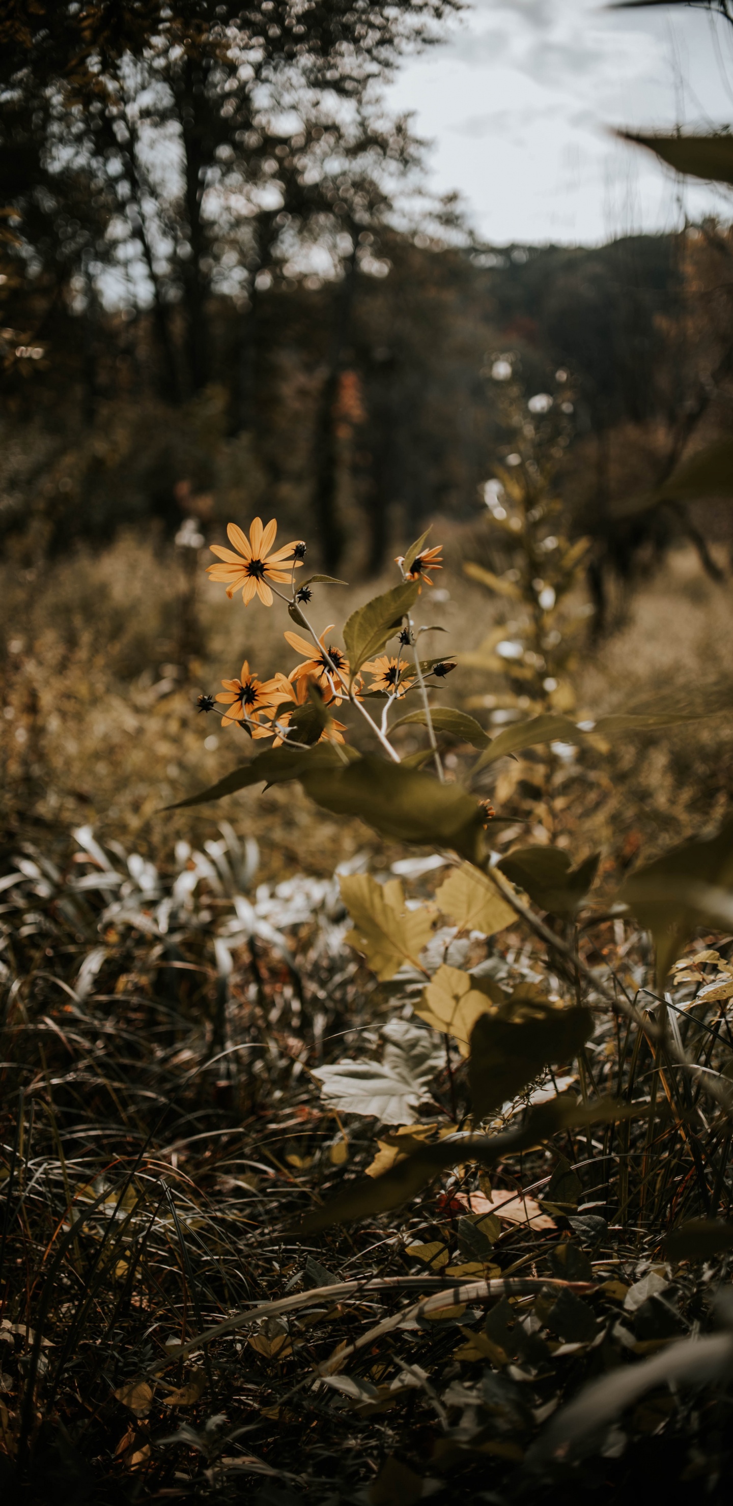 性质, 植被, 光, 自然景观, 阳光 壁纸 1440x2960 允许