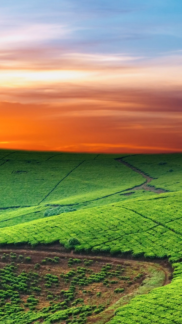 Campo de Hierba Verde Durante la Puesta de Sol. Wallpaper in 720x1280 Resolution