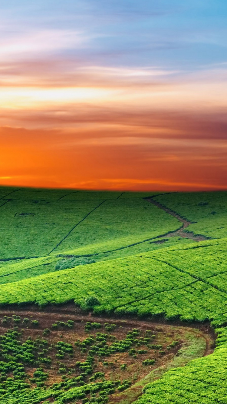 Campo de Hierba Verde Durante la Puesta de Sol. Wallpaper in 750x1334 Resolution