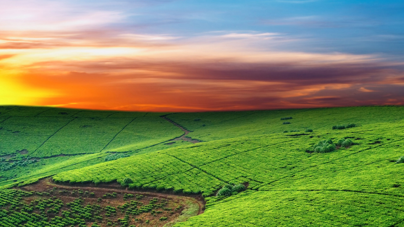 Green Grass Field During Sunset. Wallpaper in 1366x768 Resolution