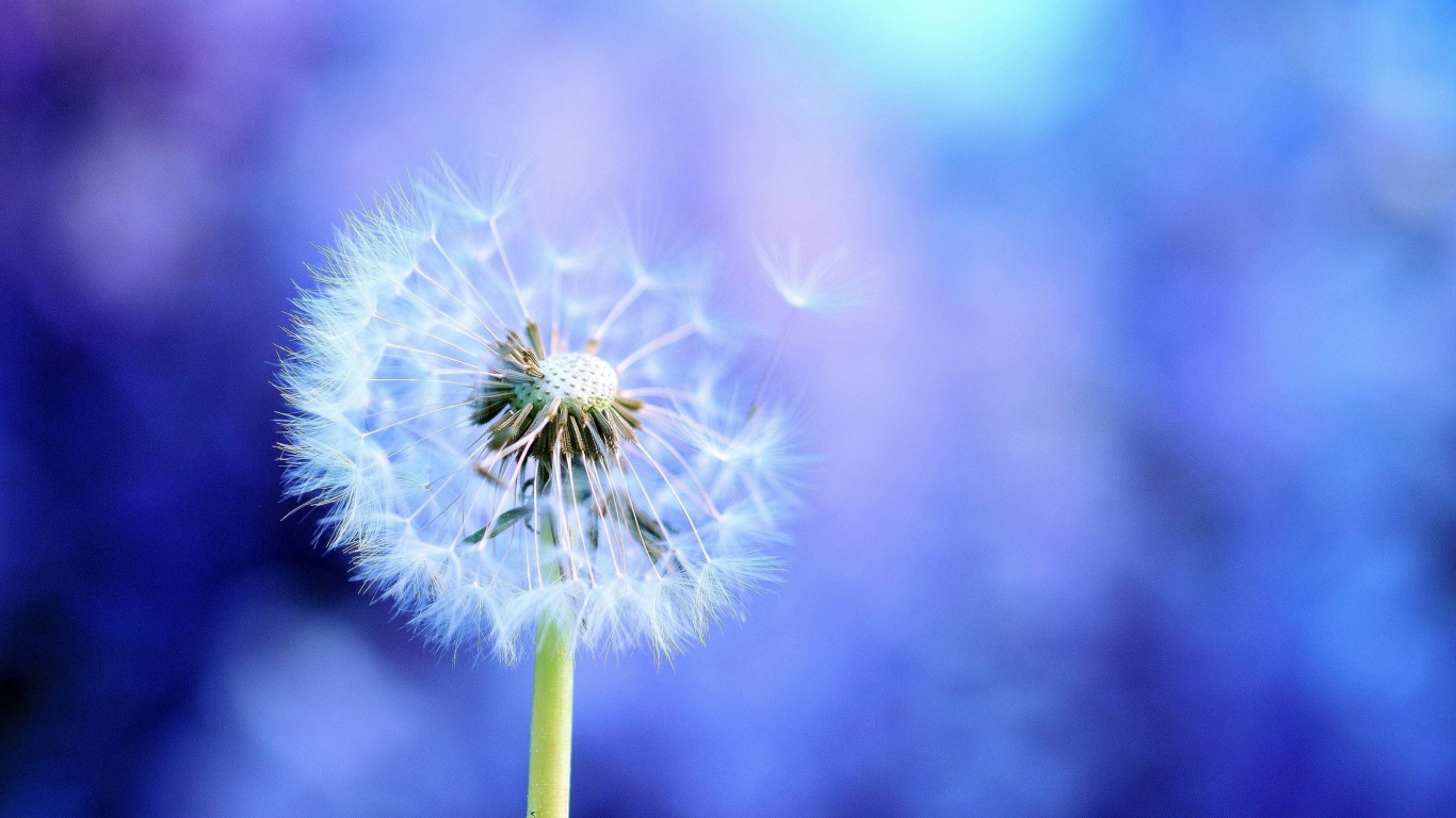 Purple Dandelion in Close up Photography. Wallpaper in 1366x768 Resolution