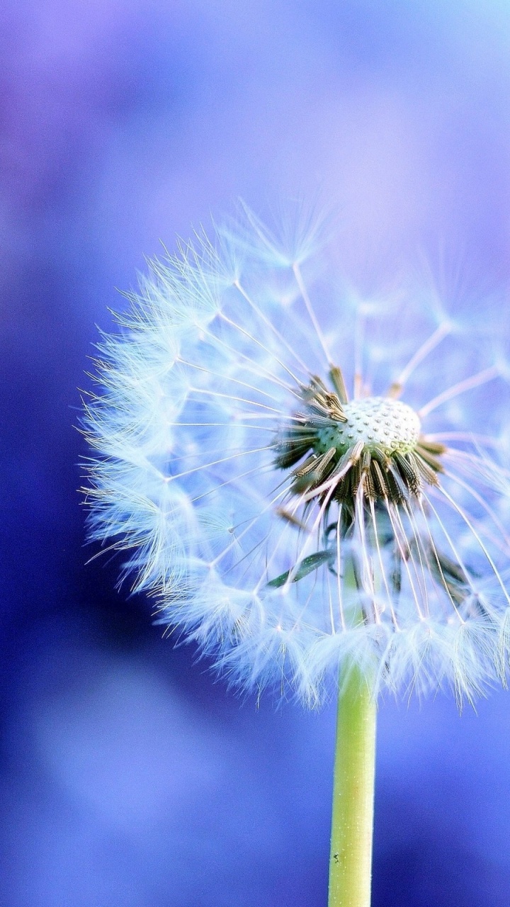 Purple Dandelion in Close up Photography. Wallpaper in 720x1280 Resolution
