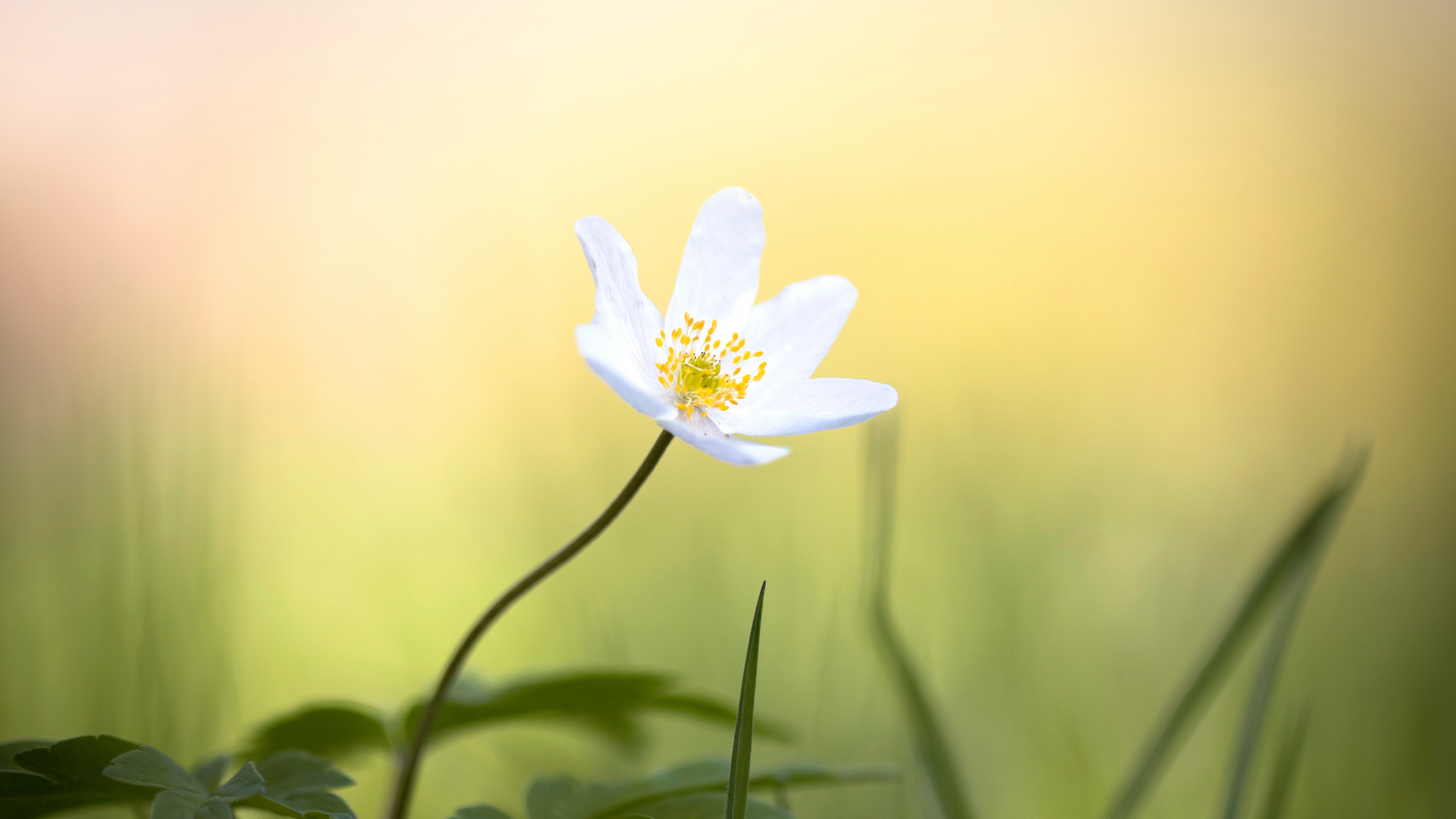 White Flower in Tilt Shift Lens. Wallpaper in 3840x2160 Resolution