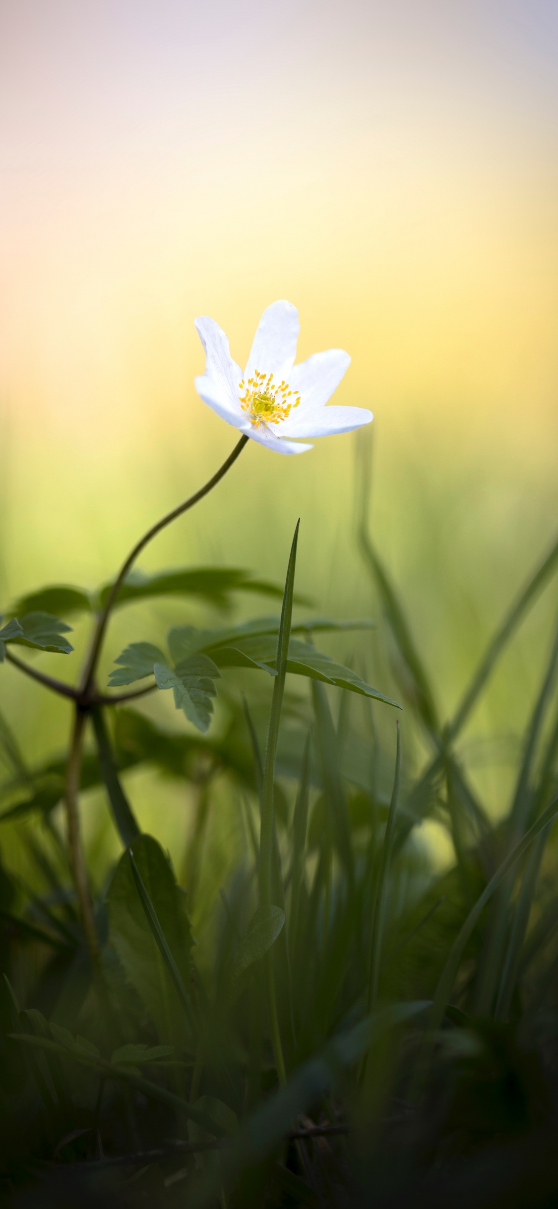 Flor Blanca en Lente de Cambio de Inclinación. Wallpaper in 1125x2436 Resolution