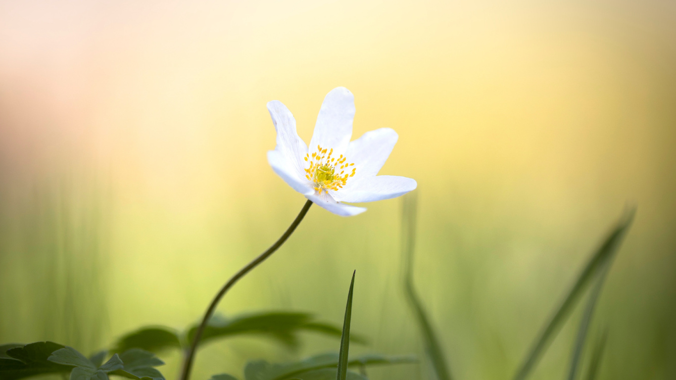 Flor Blanca en Lente de Cambio de Inclinación. Wallpaper in 1366x768 Resolution
