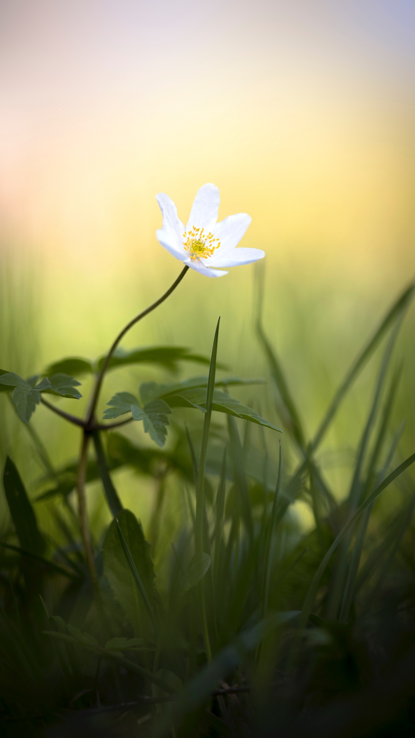 Flor Blanca en Lente de Cambio de Inclinación. Wallpaper in 1440x2560 Resolution