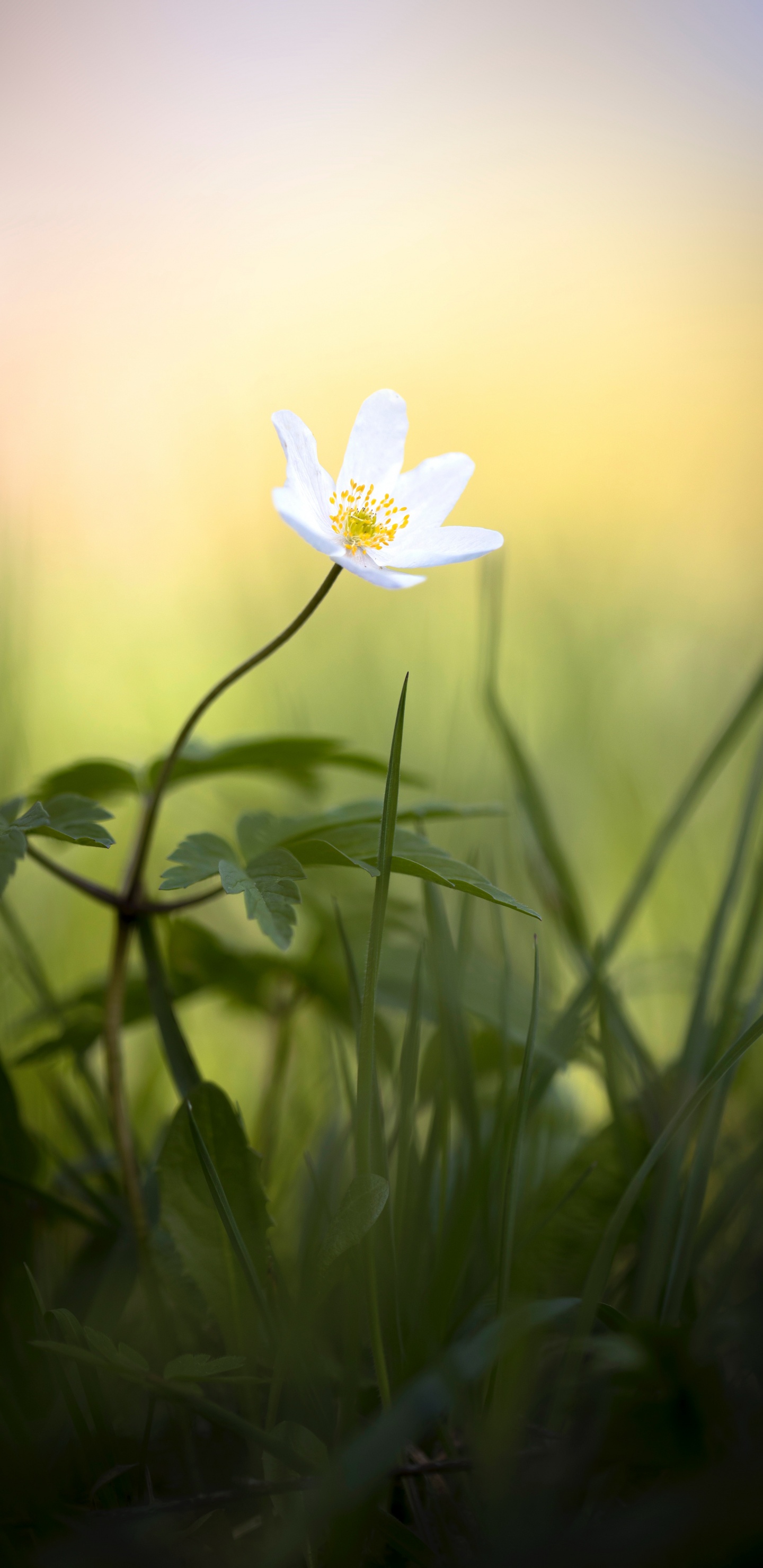 Flor Blanca en Lente de Cambio de Inclinación. Wallpaper in 1440x2960 Resolution