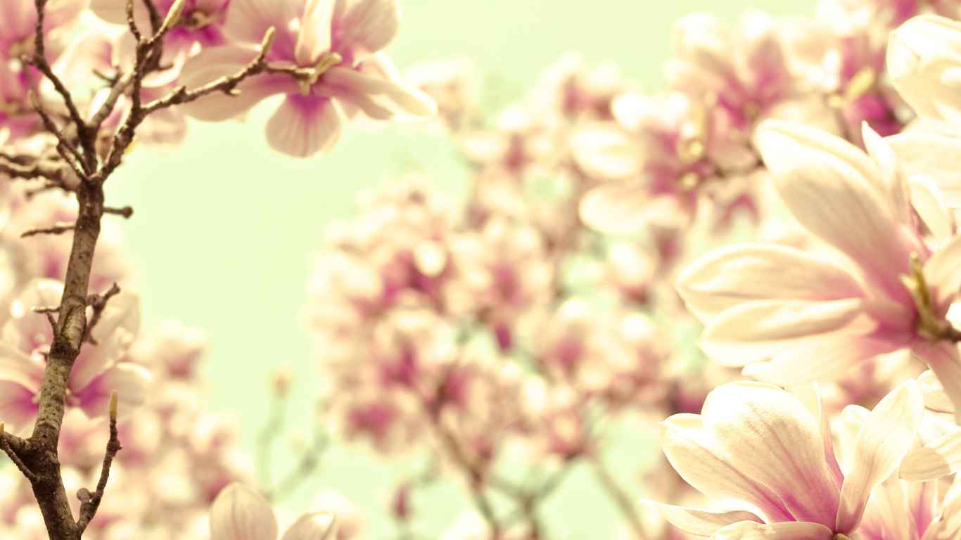 Lost in Time, Sweet Melody, Flower, Petal, Lilac. Wallpaper in 1366x768 Resolution