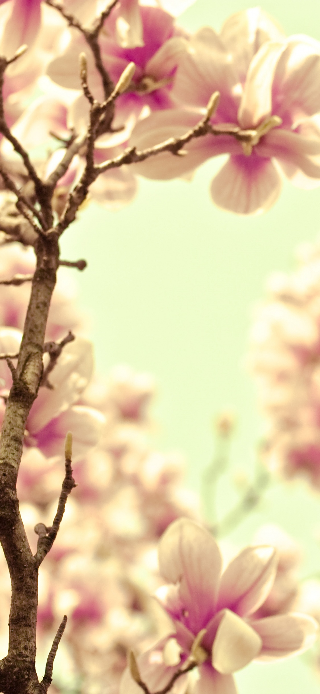 Pétalo, Lila, Primavera, Sucursal, Rosa. Wallpaper in 1125x2436 Resolution