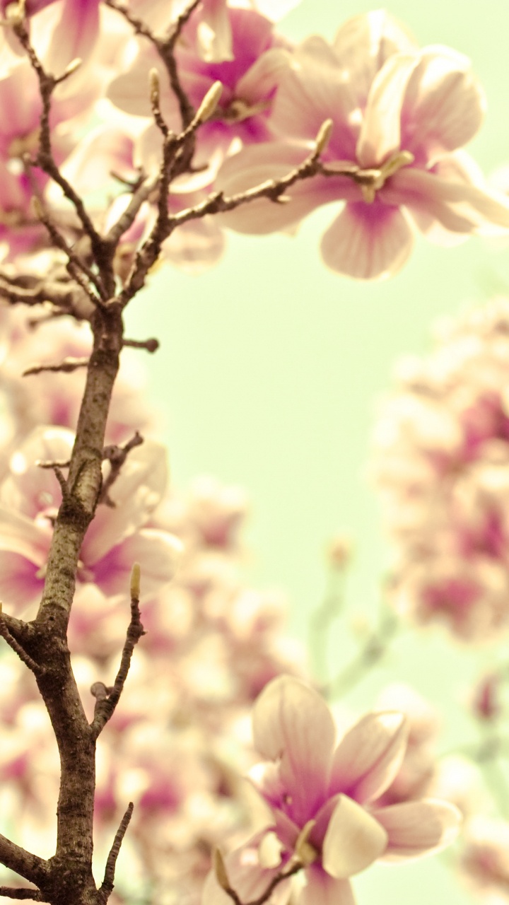 Pétalo, Lila, Primavera, Sucursal, Rosa. Wallpaper in 720x1280 Resolution