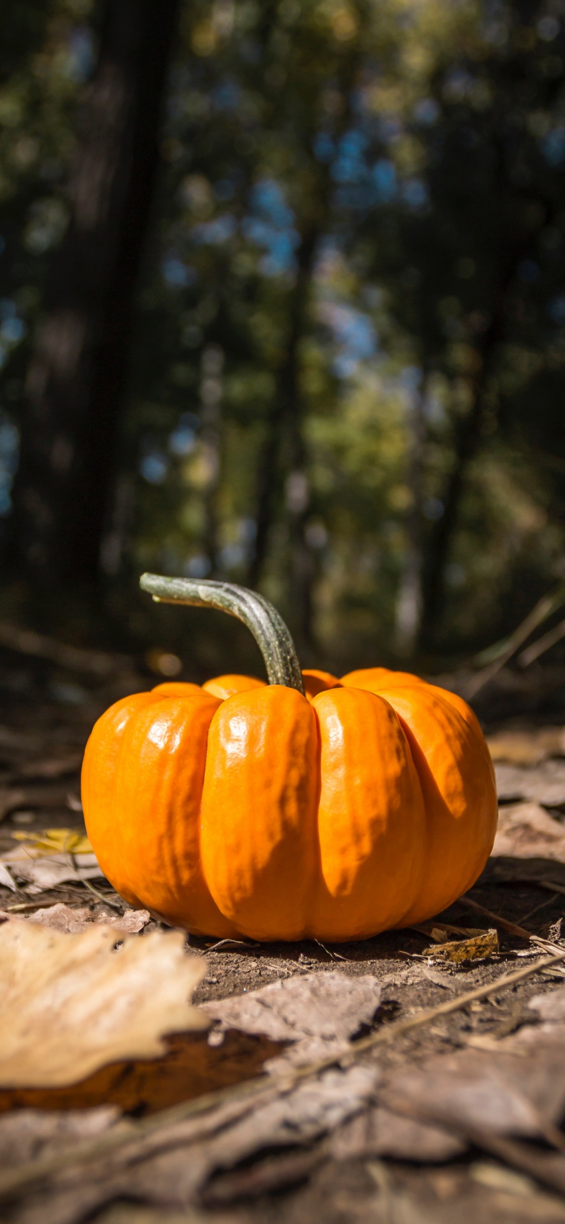 Pumpkin, Pumpkin Pie, Field Pumpkin, Food, Cucurbita. Wallpaper in 1125x2436 Resolution