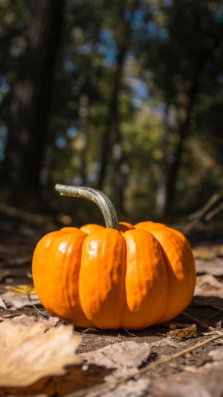 Pumpkin, Pumpkin Pie, Field Pumpkin, Food, Cucurbita. Wallpaper in 750x1334 Resolution