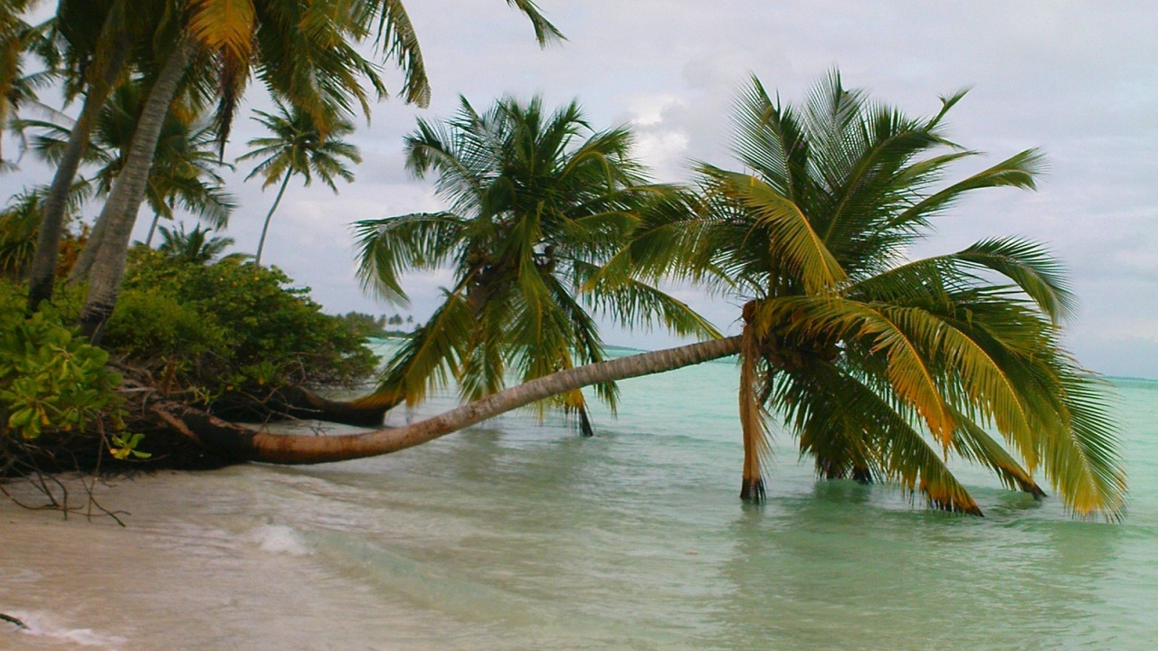 Palmera en la Orilla de la Playa Durante el Día. Wallpaper in 1280x720 Resolution