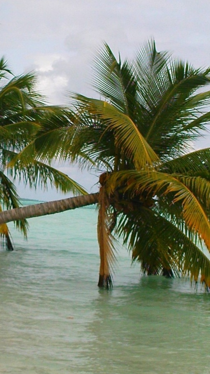 Palmera en la Orilla de la Playa Durante el Día. Wallpaper in 720x1280 Resolution