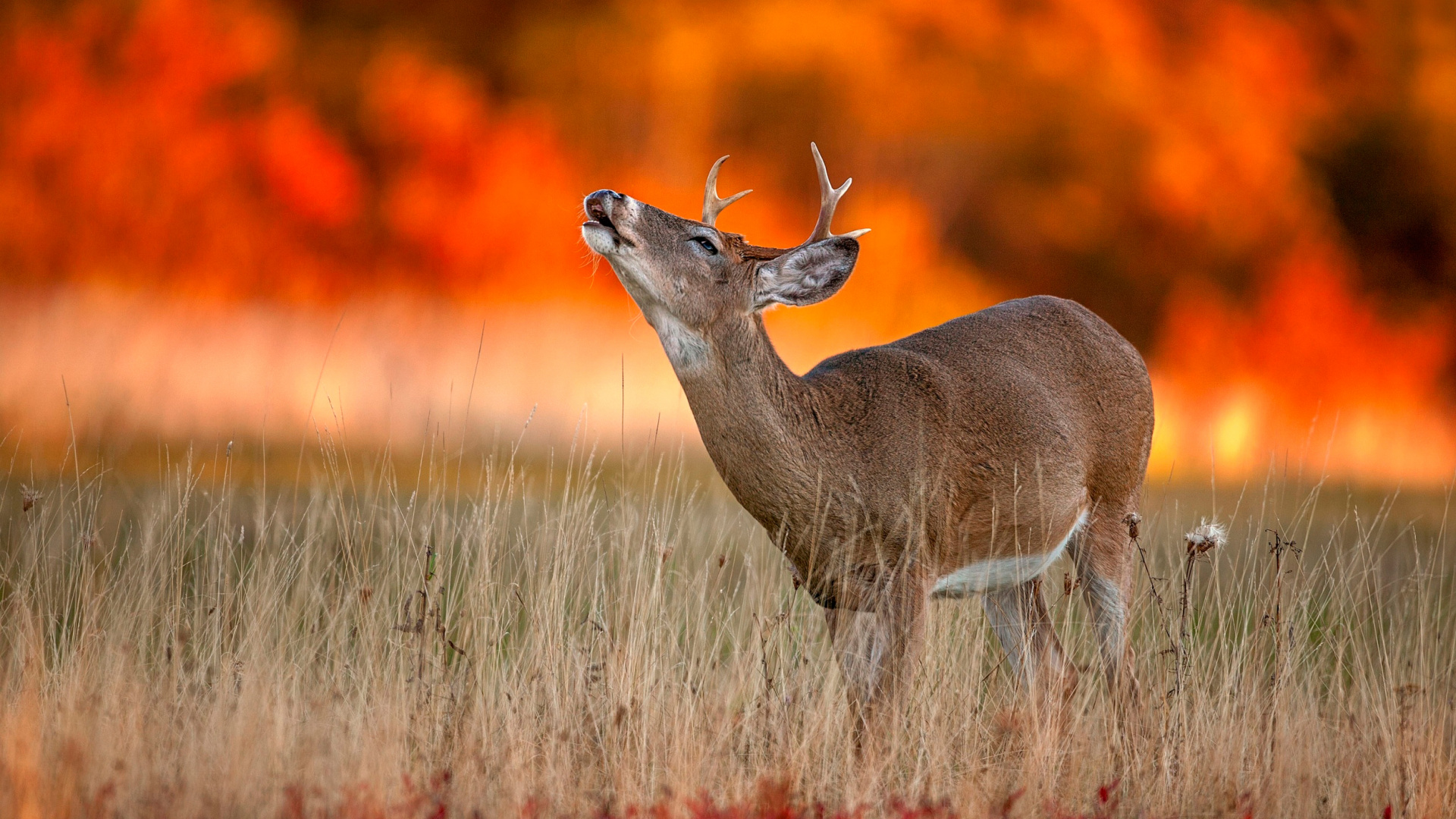 Brown Deer on Brown Grass Field During Daytime. Wallpaper in 1920x1080 Resolution