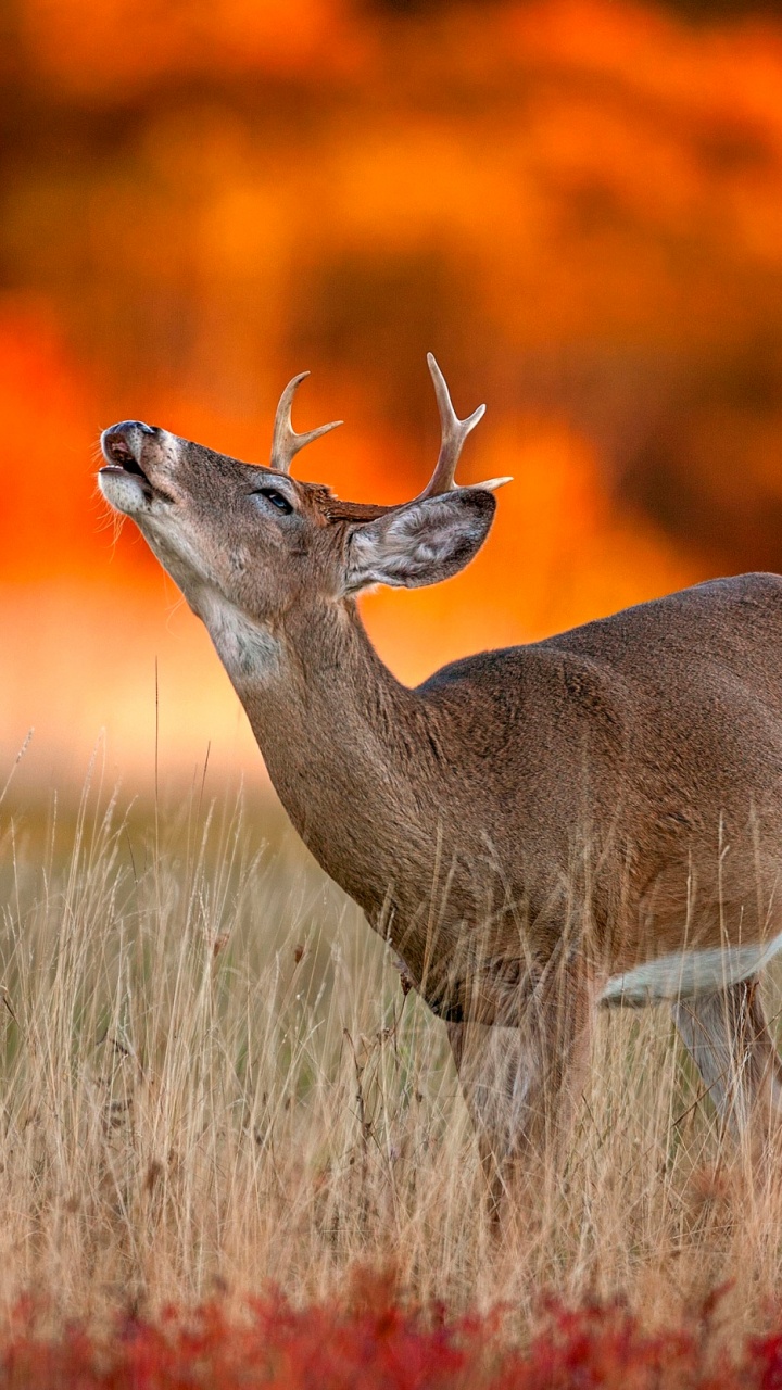 Brown Deer on Brown Grass Field During Daytime. Wallpaper in 720x1280 Resolution
