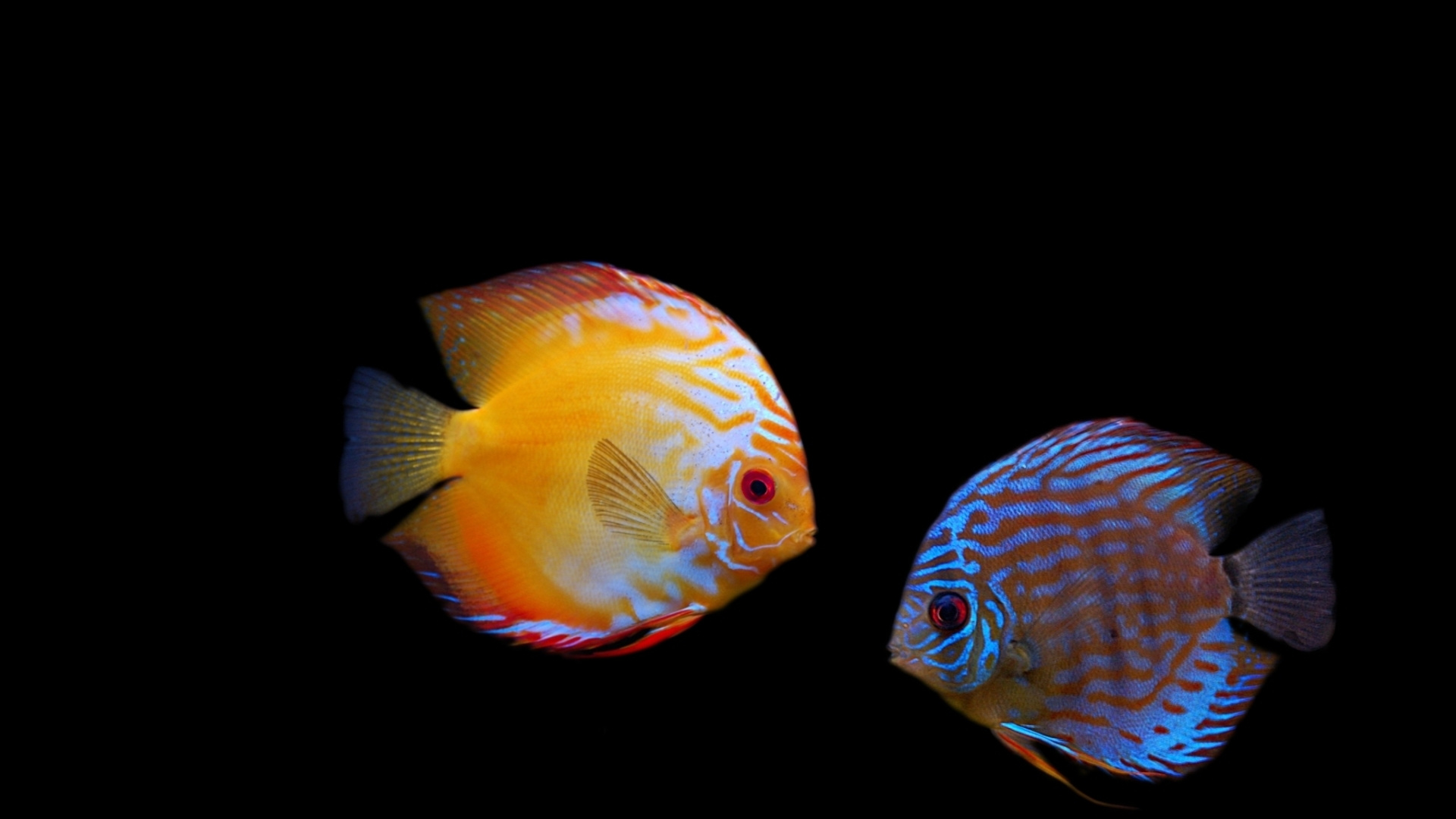 Illustration de Poisson Orange et Bleu. Wallpaper in 1920x1080 Resolution