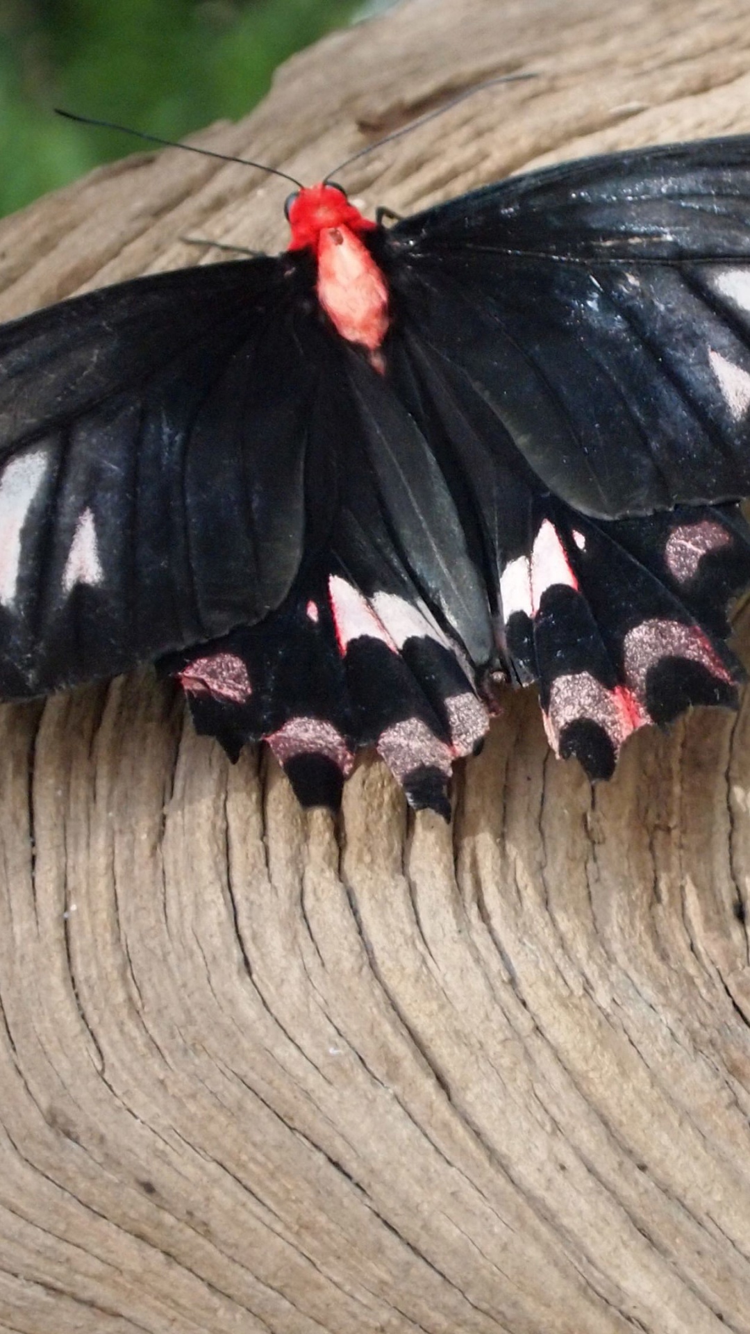 Schwarz-weißer Schmetterling Auf Brauner Holzoberfläche. Wallpaper in 1080x1920 Resolution