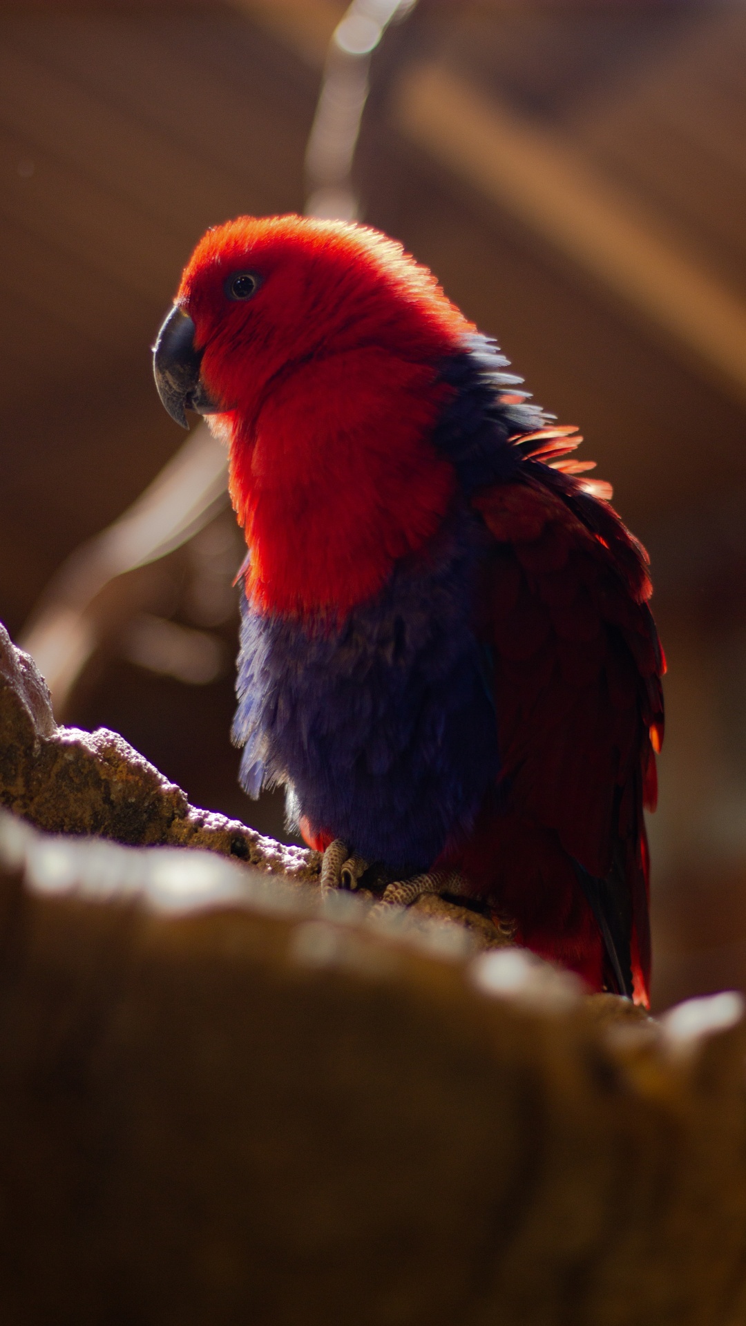 Pájaro Rojo Azul y Negro en la Rama de un Árbol Marrón. Wallpaper in 1080x1920 Resolution