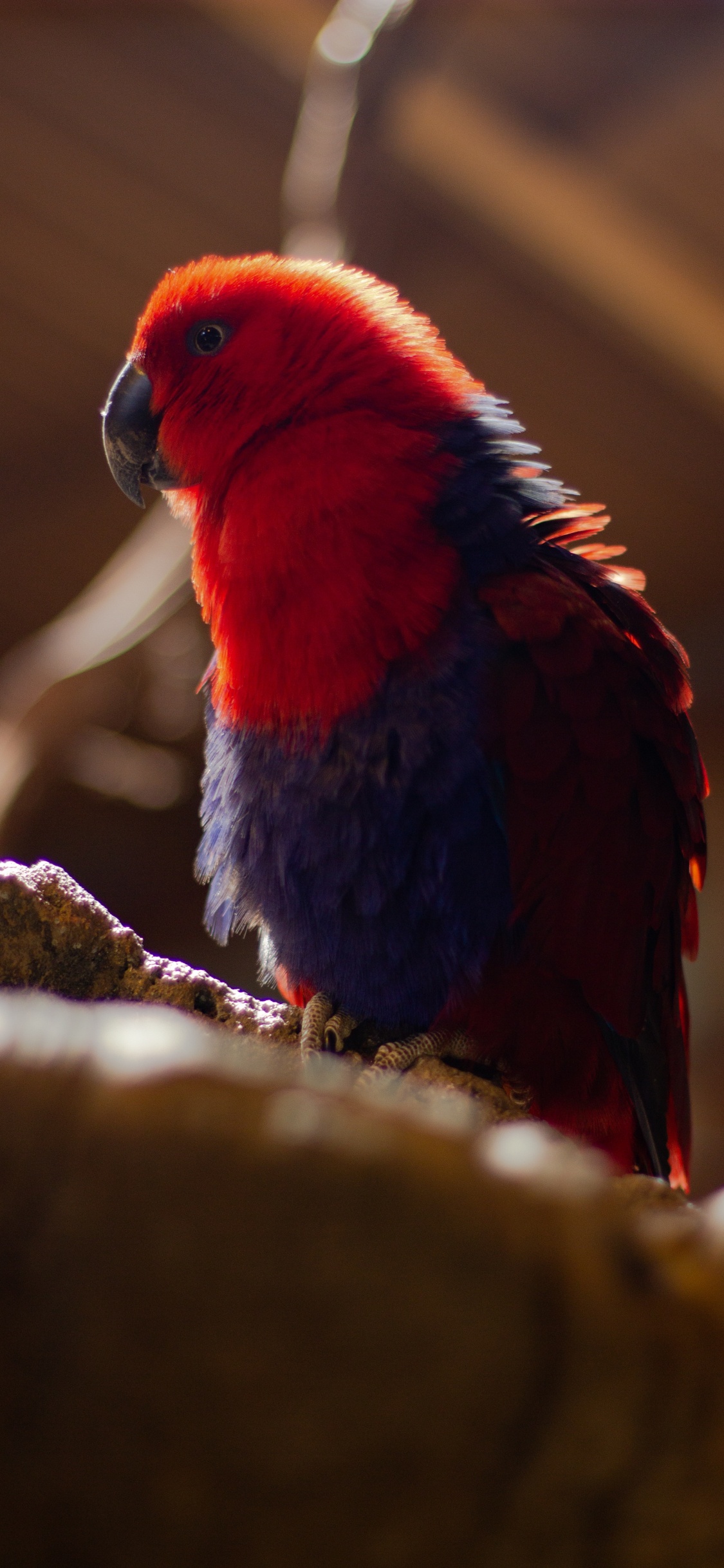 Pájaro Rojo Azul y Negro en la Rama de un Árbol Marrón. Wallpaper in 1125x2436 Resolution