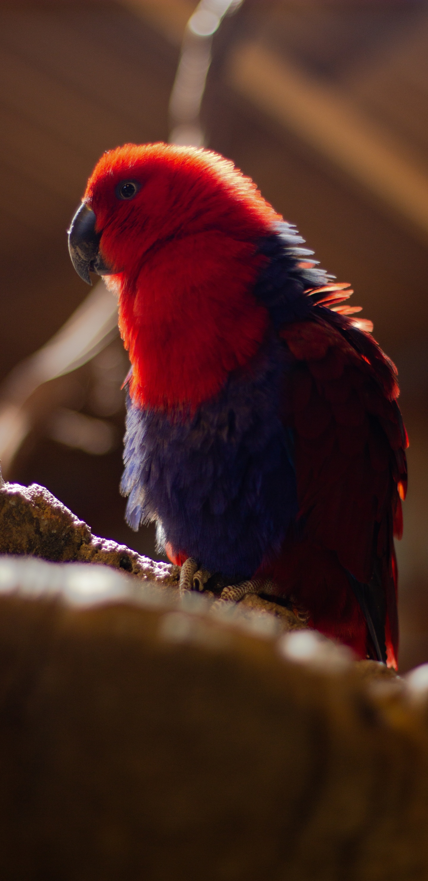 Red Blue and Black Bird on Brown Tree Branch. Wallpaper in 1440x2960 Resolution