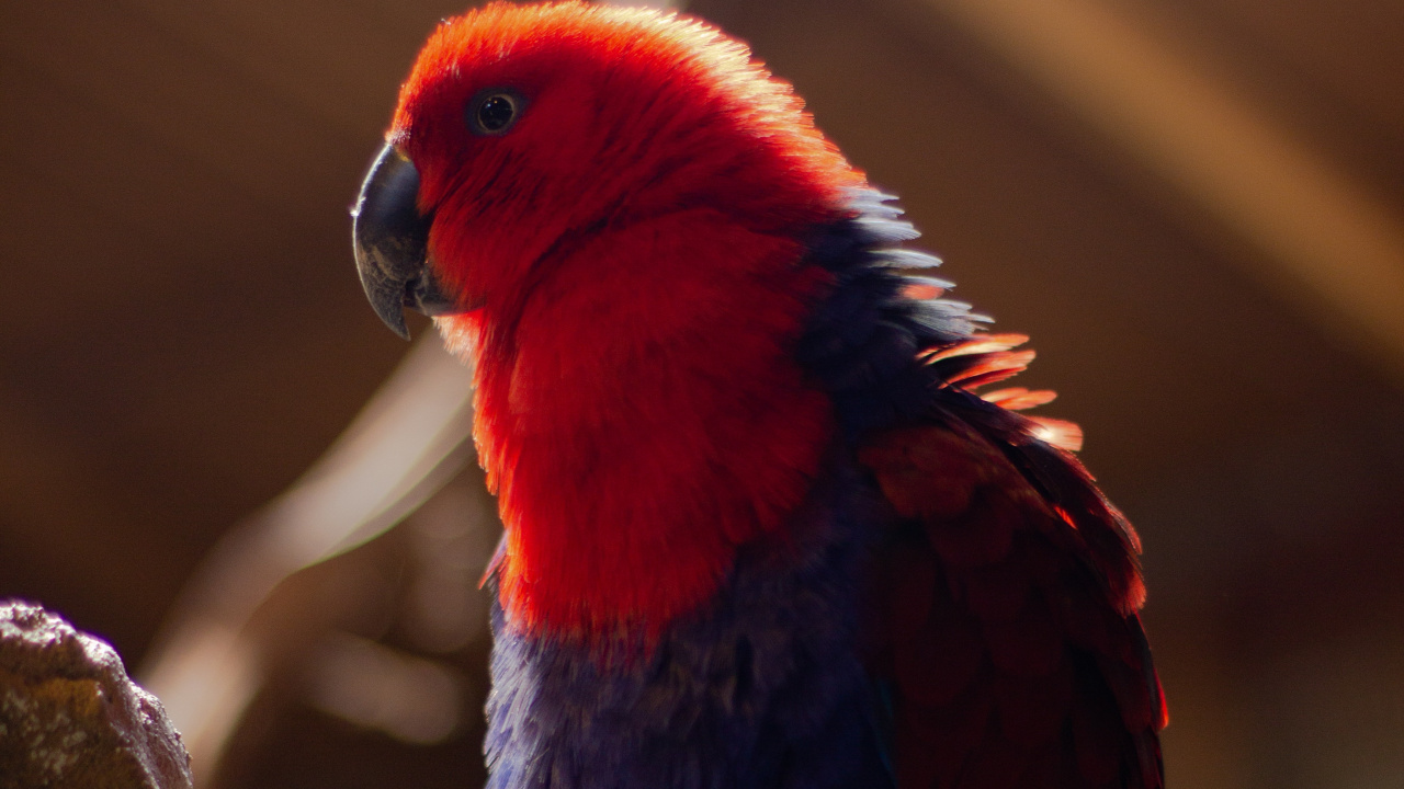 Oiseau Rouge Bleu et Noir Sur Une Branche D'arbre Marron. Wallpaper in 1280x720 Resolution
