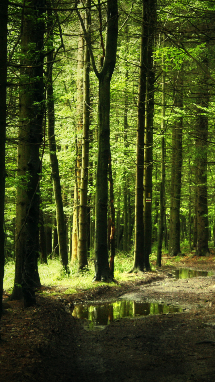 Green Trees on Forest During Daytime. Wallpaper in 750x1334 Resolution