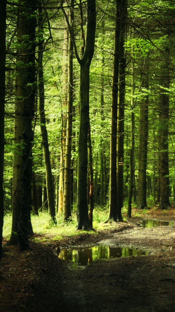 森林, 性质, 林地, 古老的森林, 生态系统 壁纸 720x1280 允许