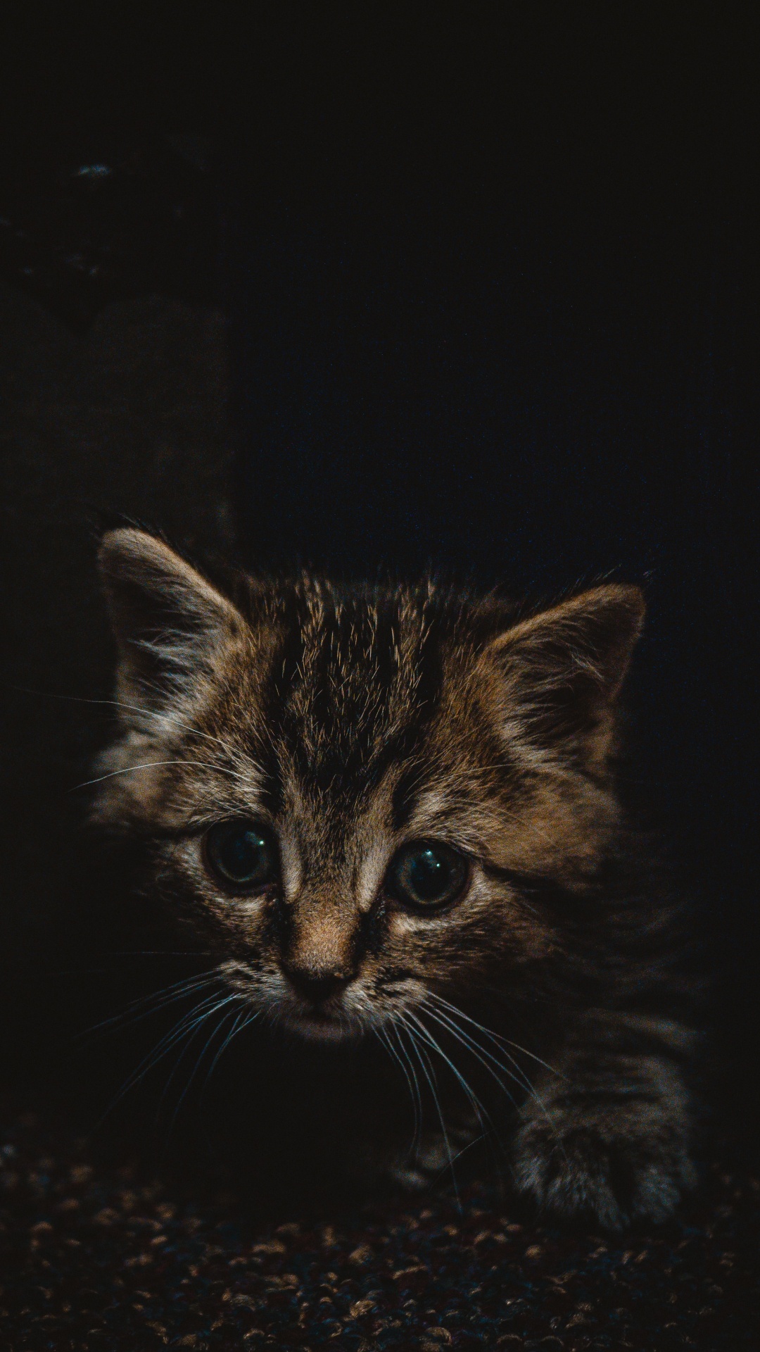 Download 1080x1920 Wallpaper Brown Tabby Kitten on Black Surface Brown Tabby Kitten on Black Surface. Wallpaper in 1080x1920 Resolution
