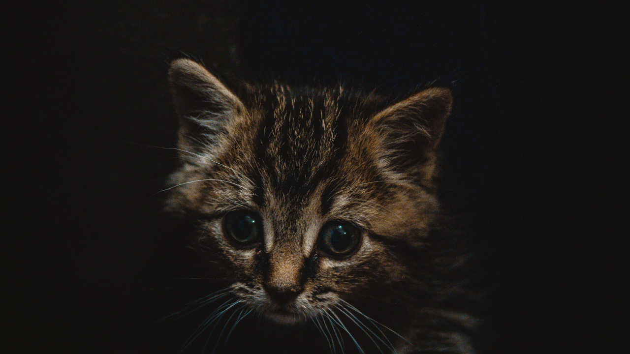 Brown Tabby Kitten on Black Surface. Wallpaper in 1280x720 Resolution