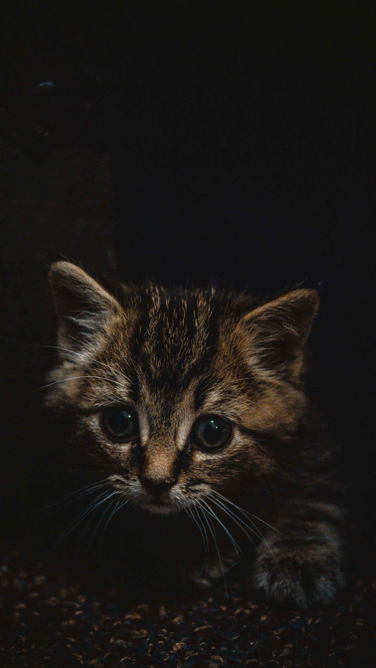 Brown Tabby Kitten on Black Surface. Wallpaper in 1440x2560 Resolution