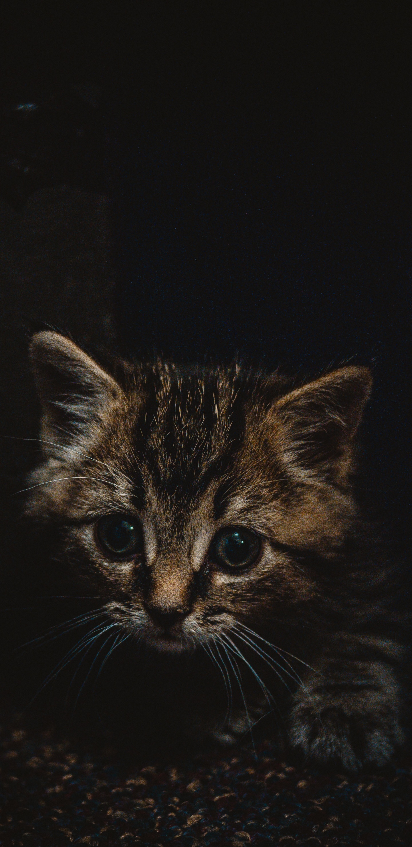 Gatito Atigrado Marrón Sobre Superficie Negra. Wallpaper in 1440x2960 Resolution