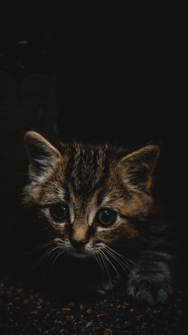 Gatito Atigrado Marrón Sobre Superficie Negra. Wallpaper in 750x1334 Resolution