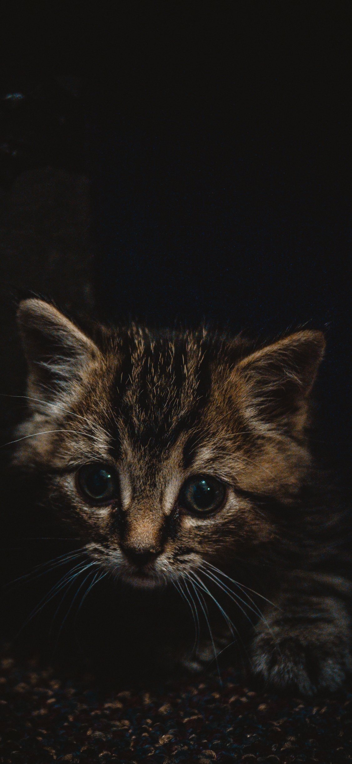 Chaton Tabby Brun Sur Une Surface Noire. Wallpaper in 1125x2436 Resolution