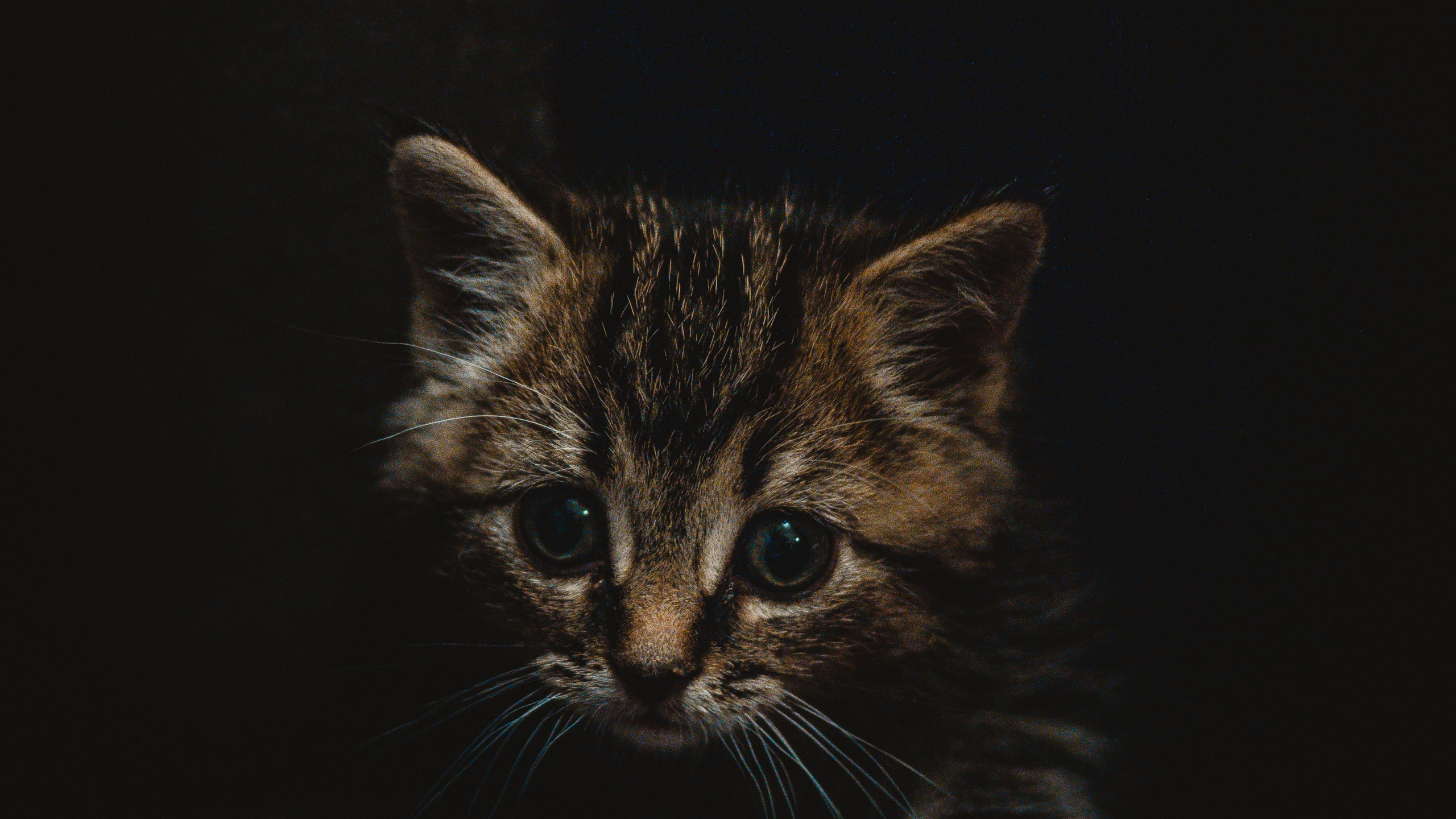 Chaton Tabby Brun Sur Une Surface Noire. Wallpaper in 2560x1440 Resolution
