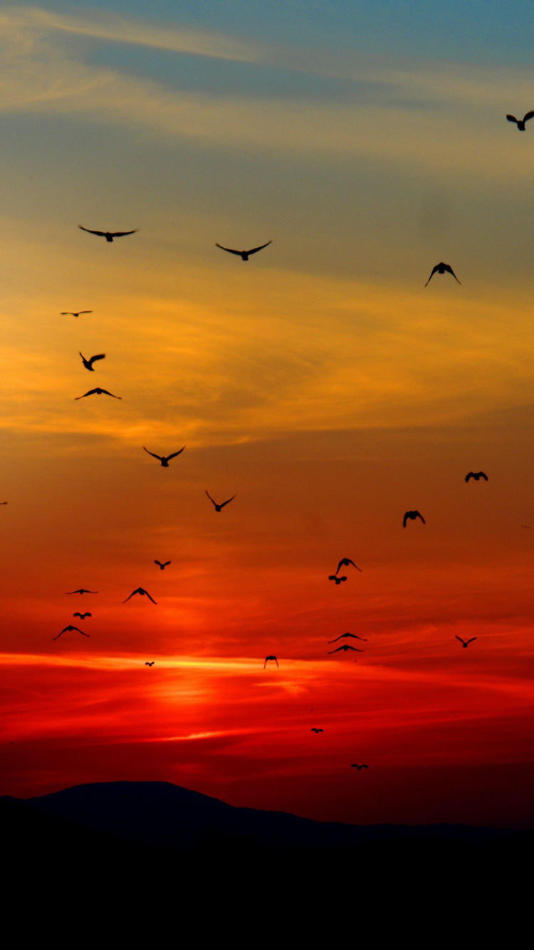 Birds Flying Sunset, Birds, Sunset, Flock, Flight. Wallpaper in 750x1334 Resolution