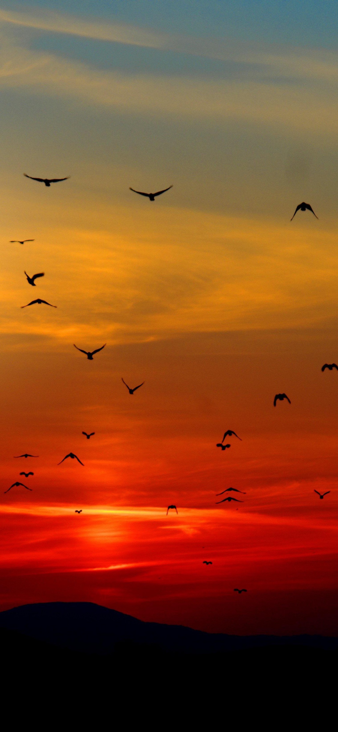 Pájaros Volando Puesta de Sol, Pájaros, Puesta, Rebaño, Vuelo. Wallpaper in 1125x2436 Resolution