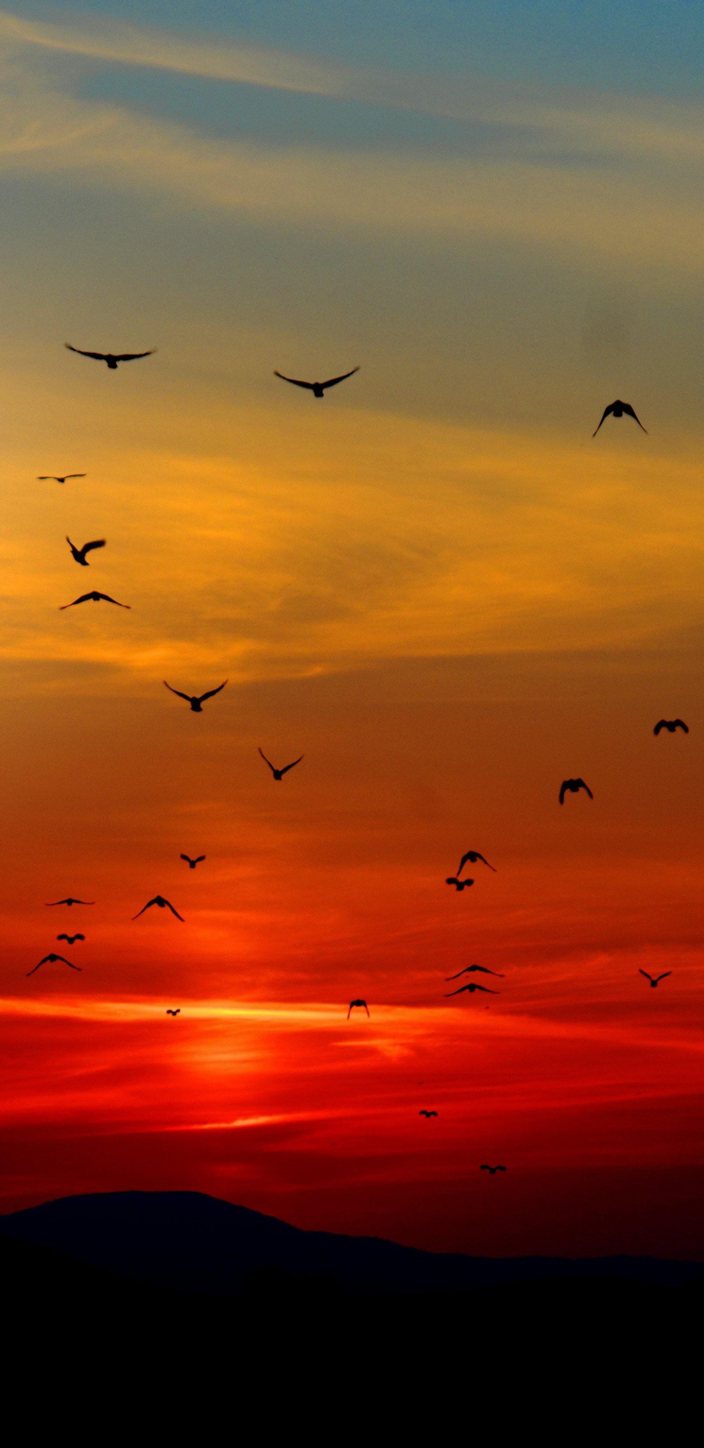 Pájaros Volando Puesta de Sol, Pájaros, Puesta, Rebaño, Vuelo. Wallpaper in 1440x2960 Resolution