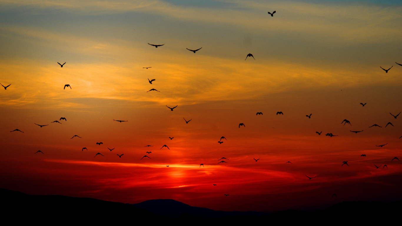 Vögel Fliegen Sonnenuntergang, Birds, Sonnenuntergang, Herde, Flug. Wallpaper in 1366x768 Resolution