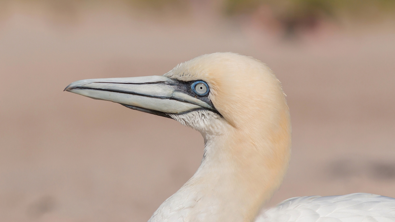 White Bird in Close up Photography. Wallpaper in 1366x768 Resolution