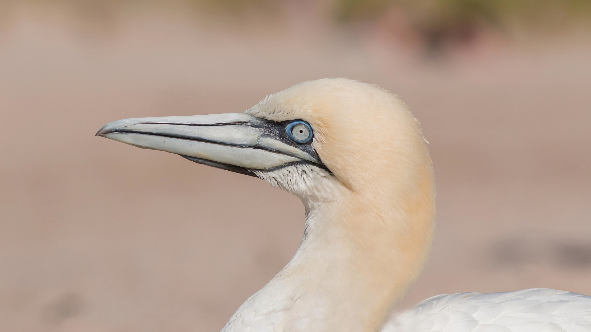 Oiseau Blanc en Photographie Rapprochée. Wallpaper in 1920x1080 Resolution