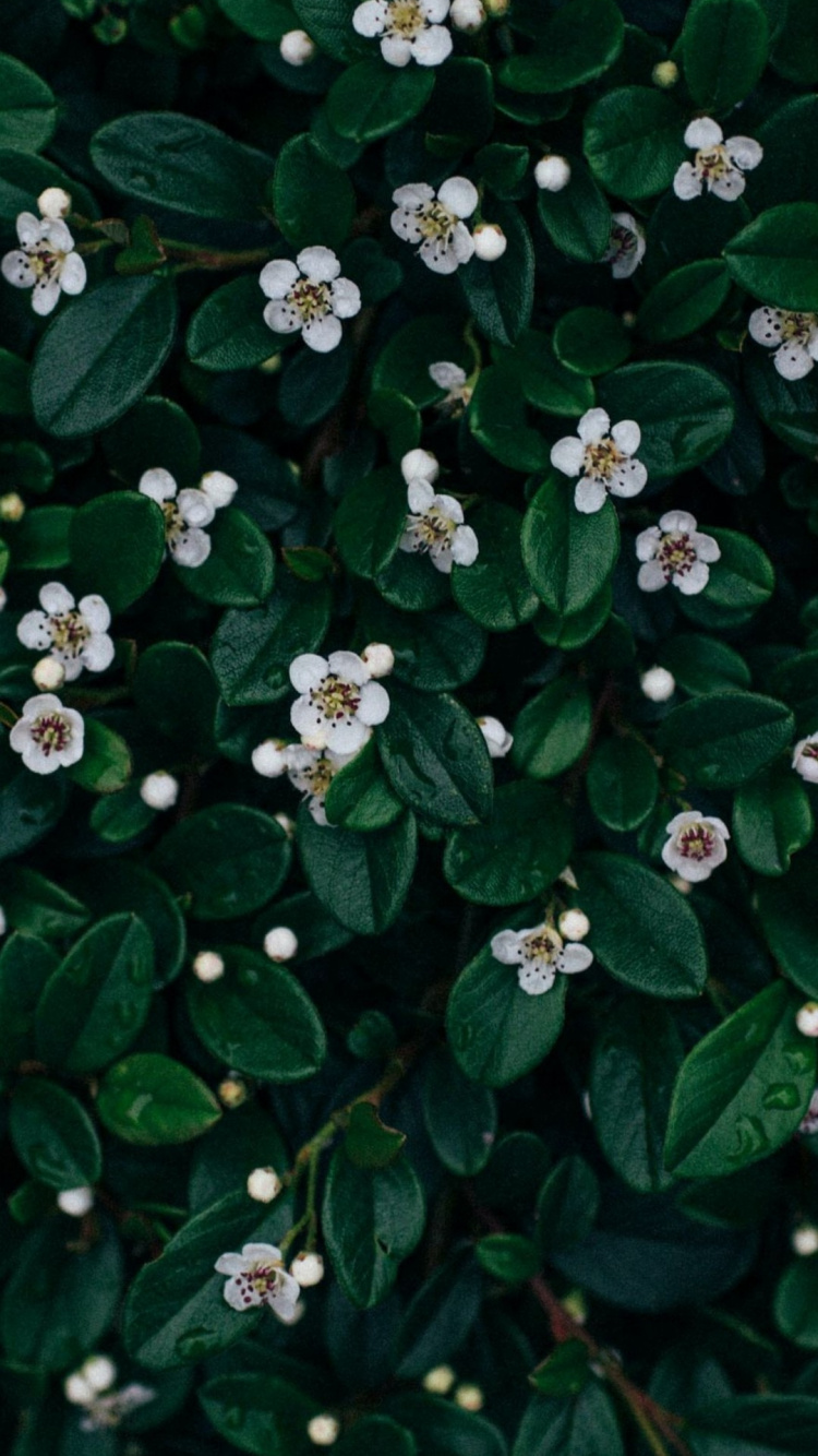 Tom Oswald, Flower, Stripe Three, Plant, Leaf. Wallpaper in 750x1334 Resolution