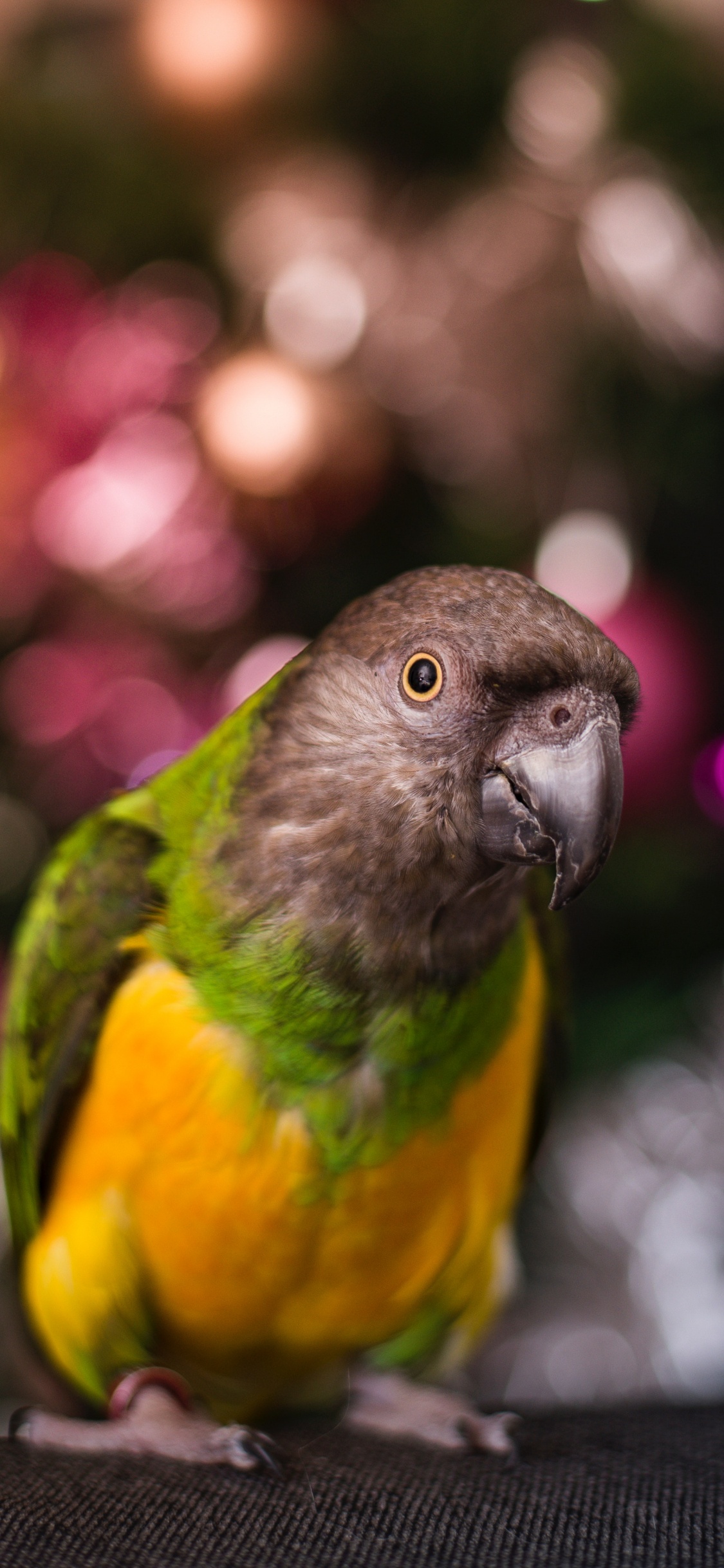 Green and Yellow Bird in Tilt Shift Lens. Wallpaper in 1125x2436 Resolution