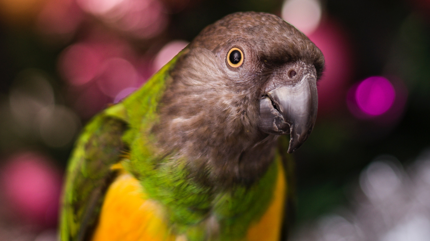 Green and Yellow Bird in Tilt Shift Lens. Wallpaper in 1366x768 Resolution