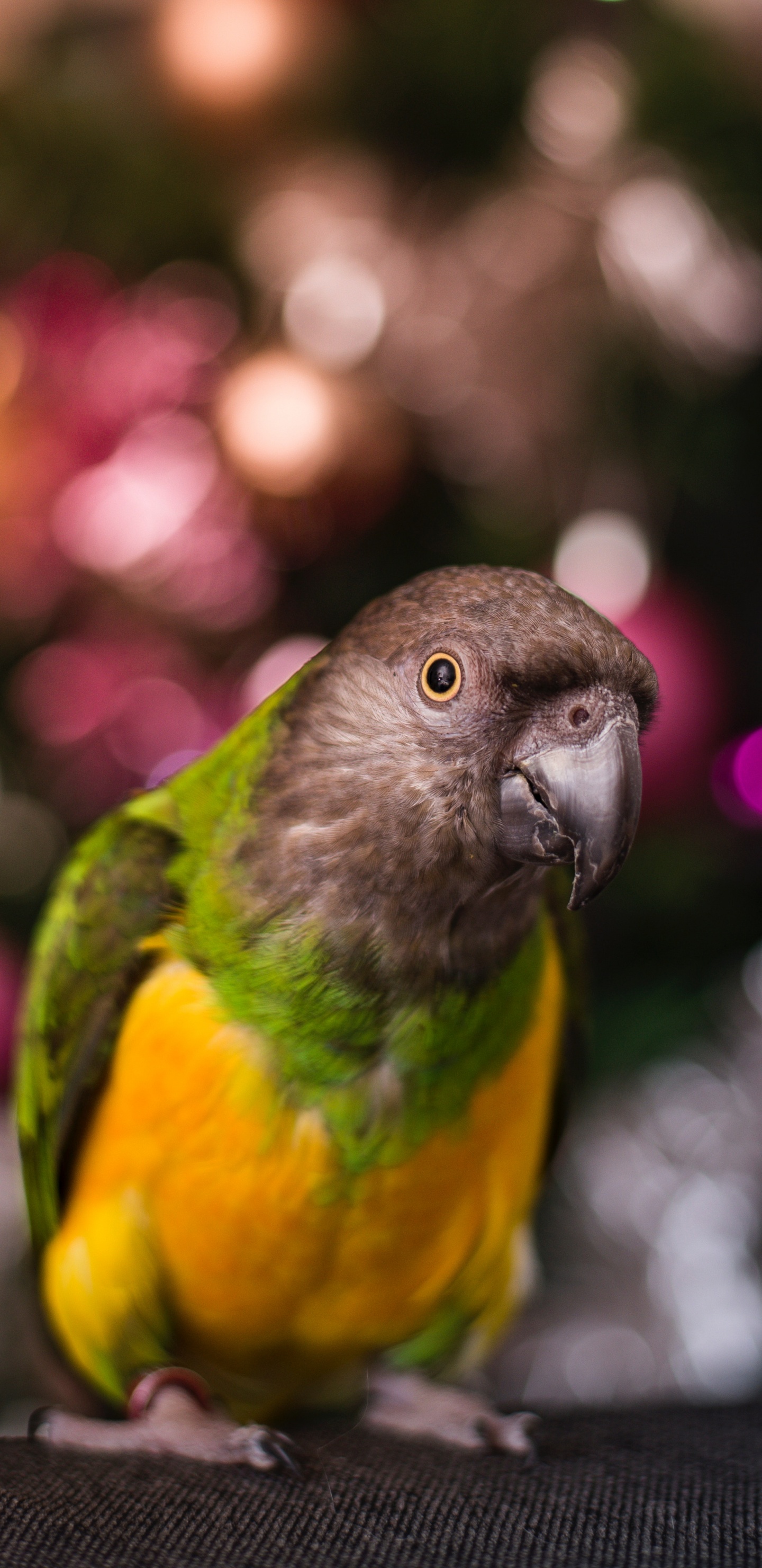 Green and Yellow Bird in Tilt Shift Lens. Wallpaper in 1440x2960 Resolution