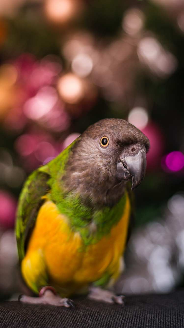 Green and Yellow Bird in Tilt Shift Lens. Wallpaper in 750x1334 Resolution