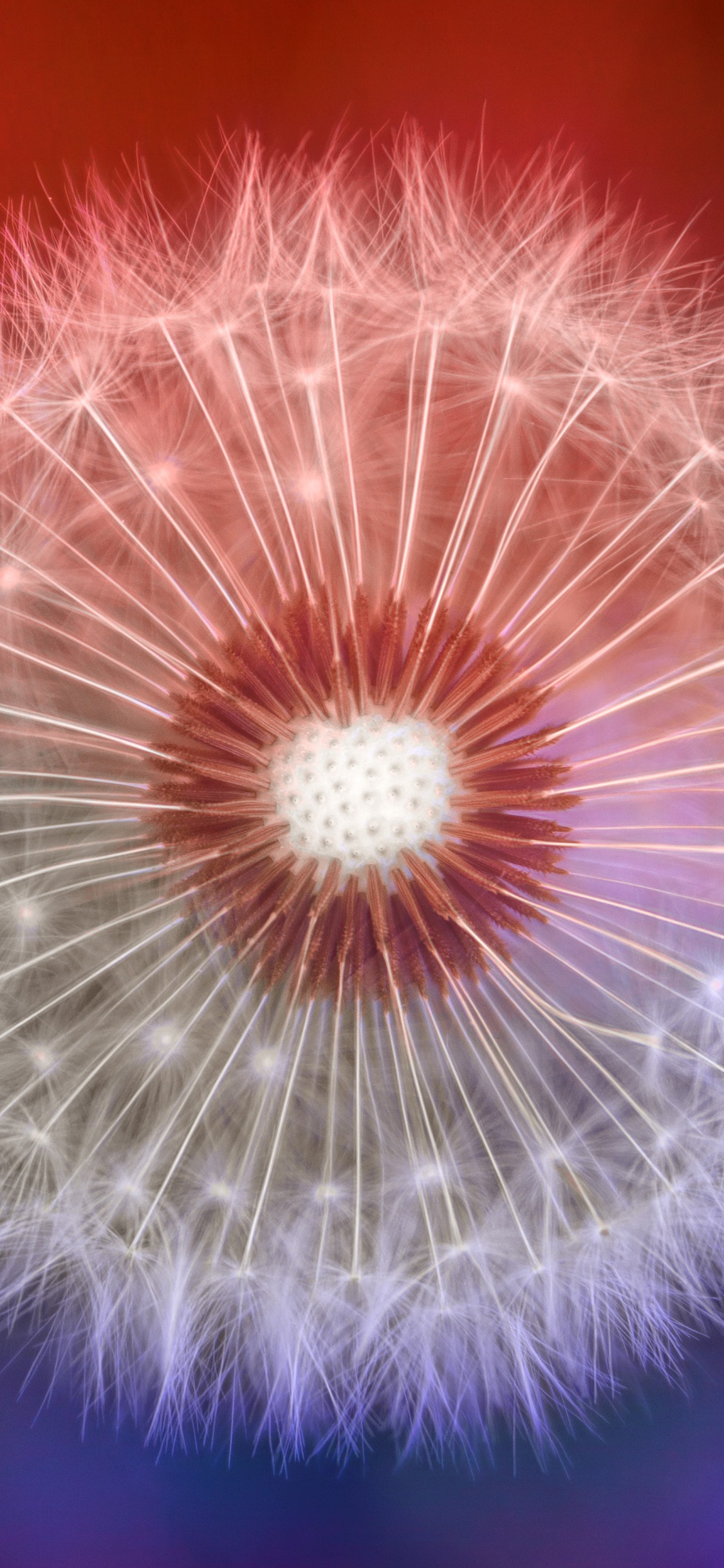 蒲公英, 性质, 粉红色, 紫色的, 关闭了 壁纸 1125x2436 允许