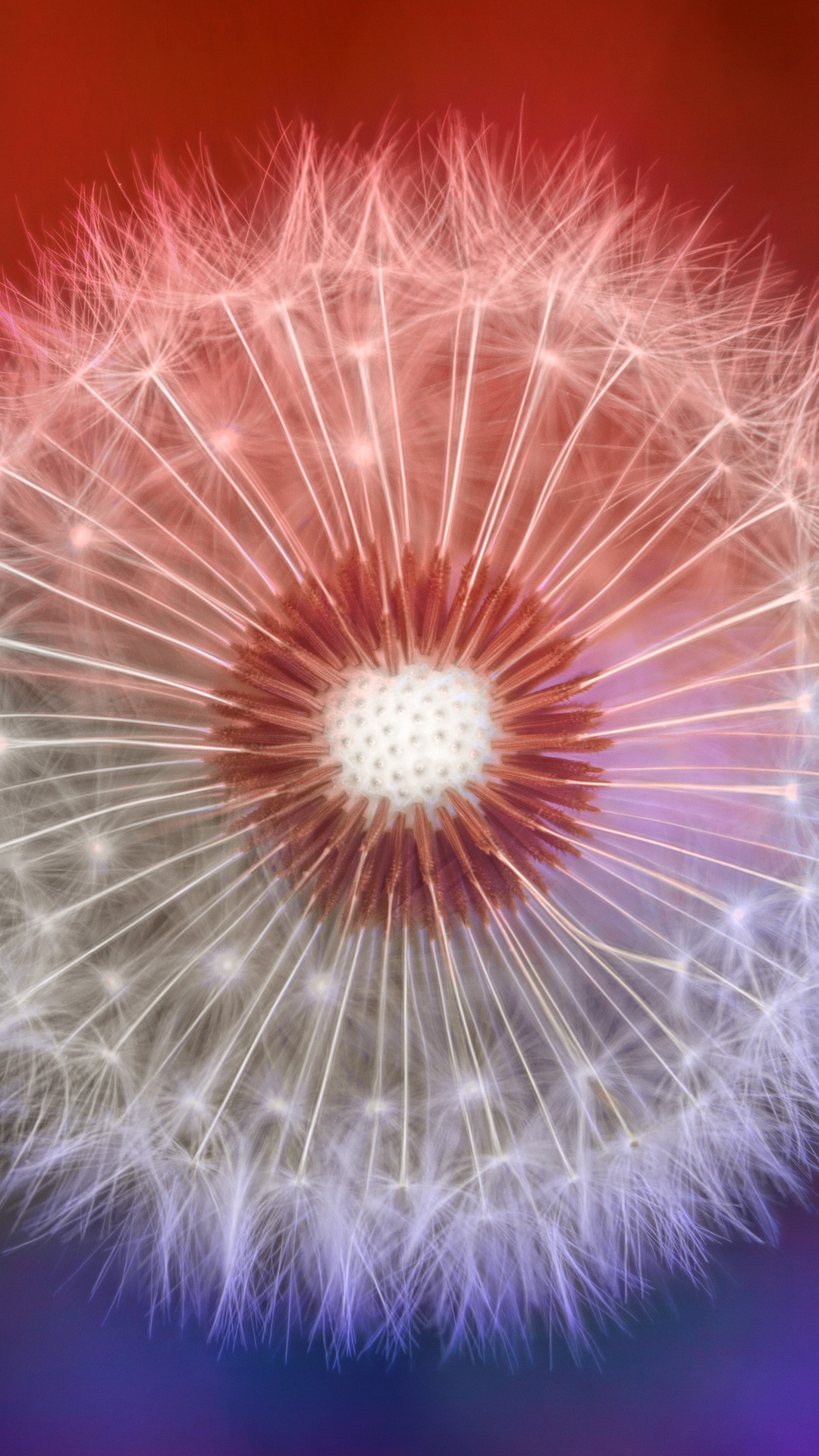 White Dandelion in Close up Photography. Wallpaper in 1080x1920 Resolution