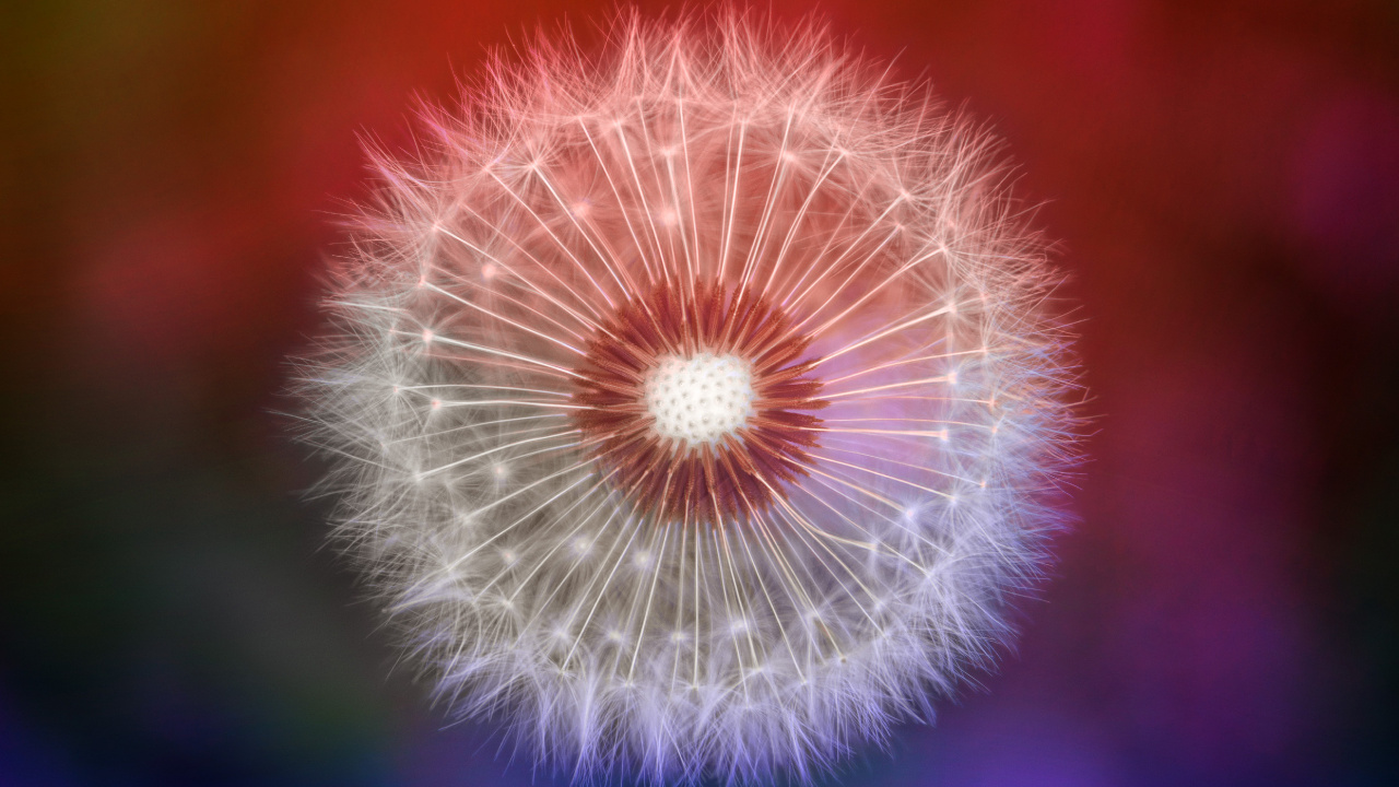 White Dandelion in Close up Photography. Wallpaper in 1280x720 Resolution