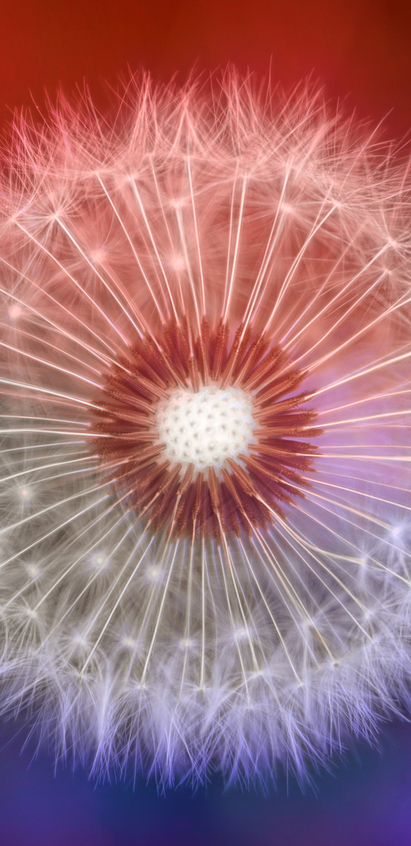 White Dandelion in Close up Photography. Wallpaper in 1440x2960 Resolution